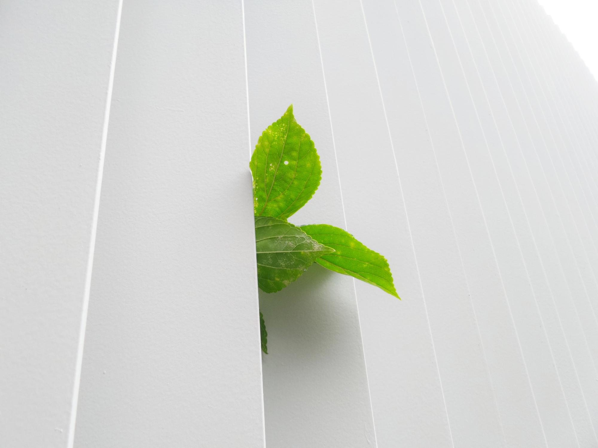 Green plant peeking behind white fence